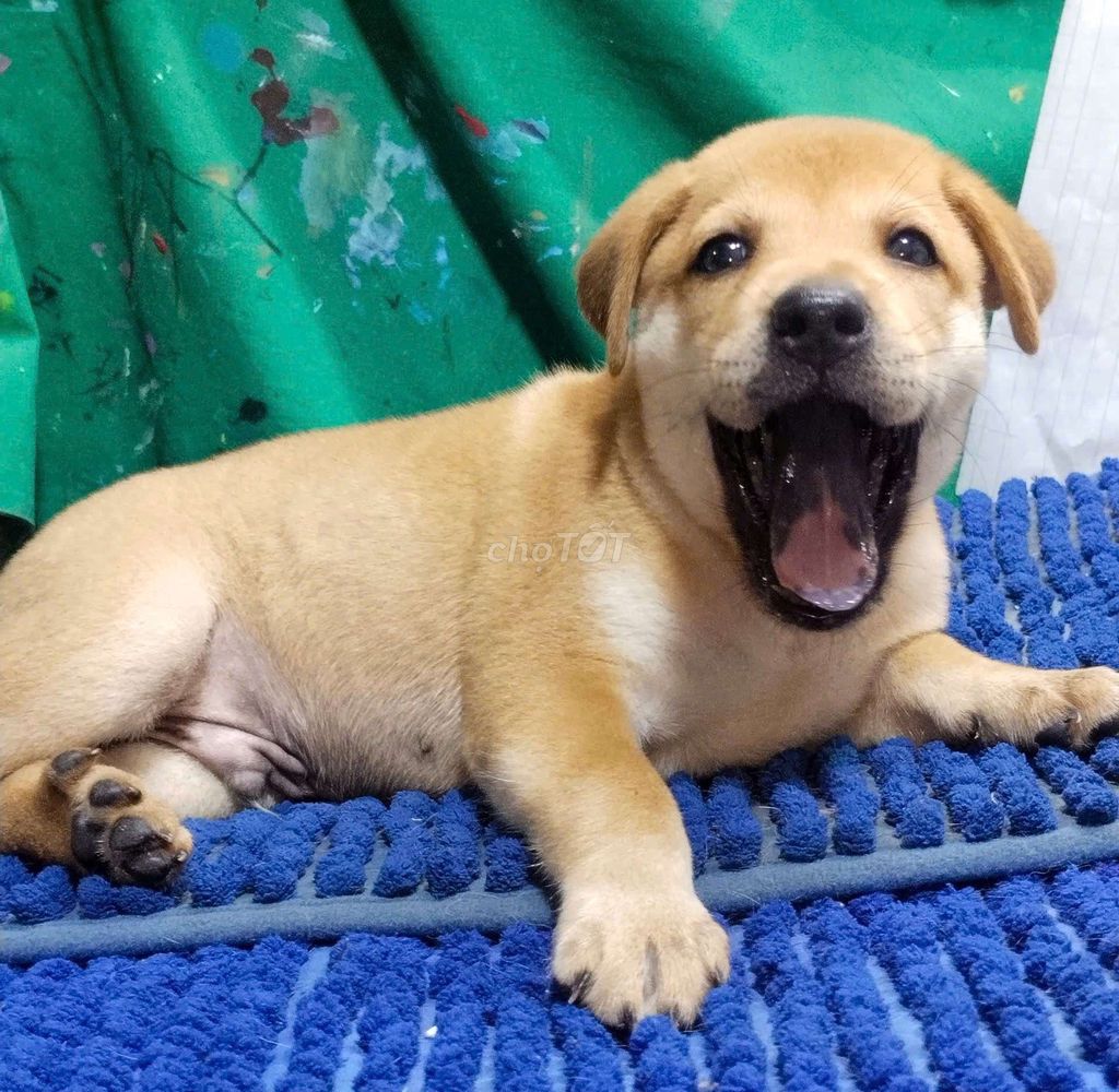 Chó Labrador f1 đực đốm lưỡi 80% thông minh . Mua bán Chó tại Quận Bình Tân Tp Hồ Chí Minh được đăng bởi Nguyễn Hằng hình 1