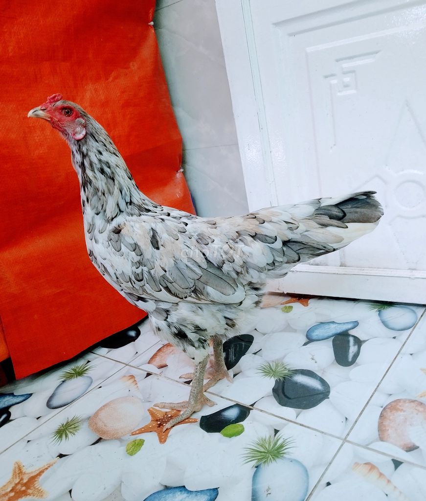 ☘️Mái xám 2kg2 mới xuống ổ cần gọi 🐔