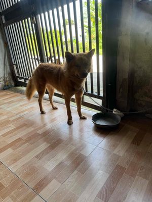 cho khoang 20kg  ai co nhu cau nuoi. Mua bán Chó tại Thị xã Tân Uyên Bình Dương được đăng bởi nhat anh