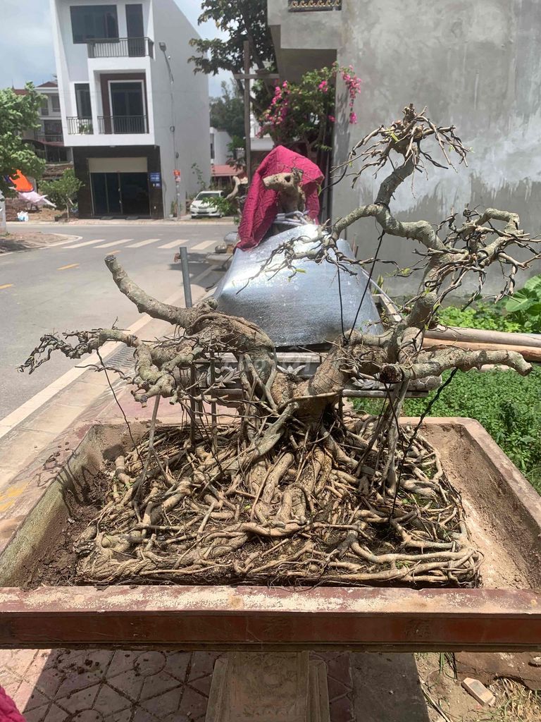 Cây cảnh Sanh Trực hoành Già. Mua bán Cây cảnh, đồ trang trí tại Quận Kiến An Hải Phòng được đăng bởi Cảnh Dương hình 1