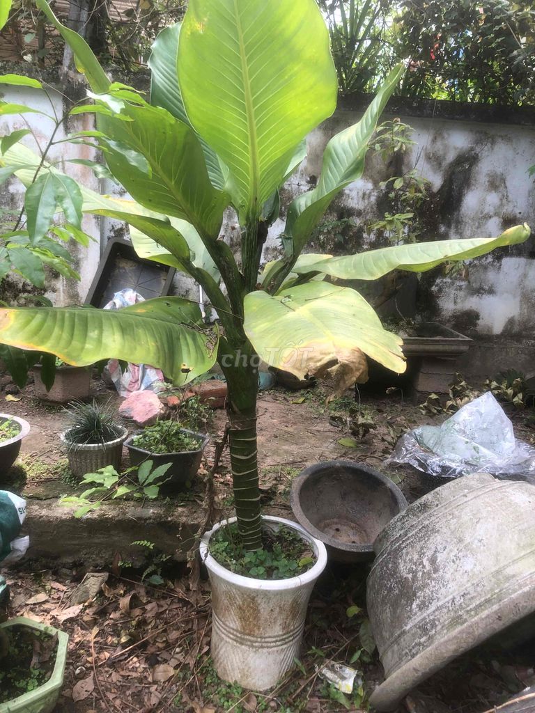 Cây cảnh xanh lá trong nhà. Mua bán Cây cảnh, đồ trang trí tại Thành phố Huế Thừa Thiên Huế được đăng bởi Son hình 1