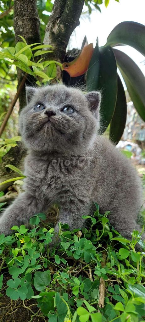 Bé 🐈 thuần aln xám xanh. Mua bán Mèo tại Quận 7 Tp Hồ Chí Minh được đăng bởi Mít Nụ hình 3