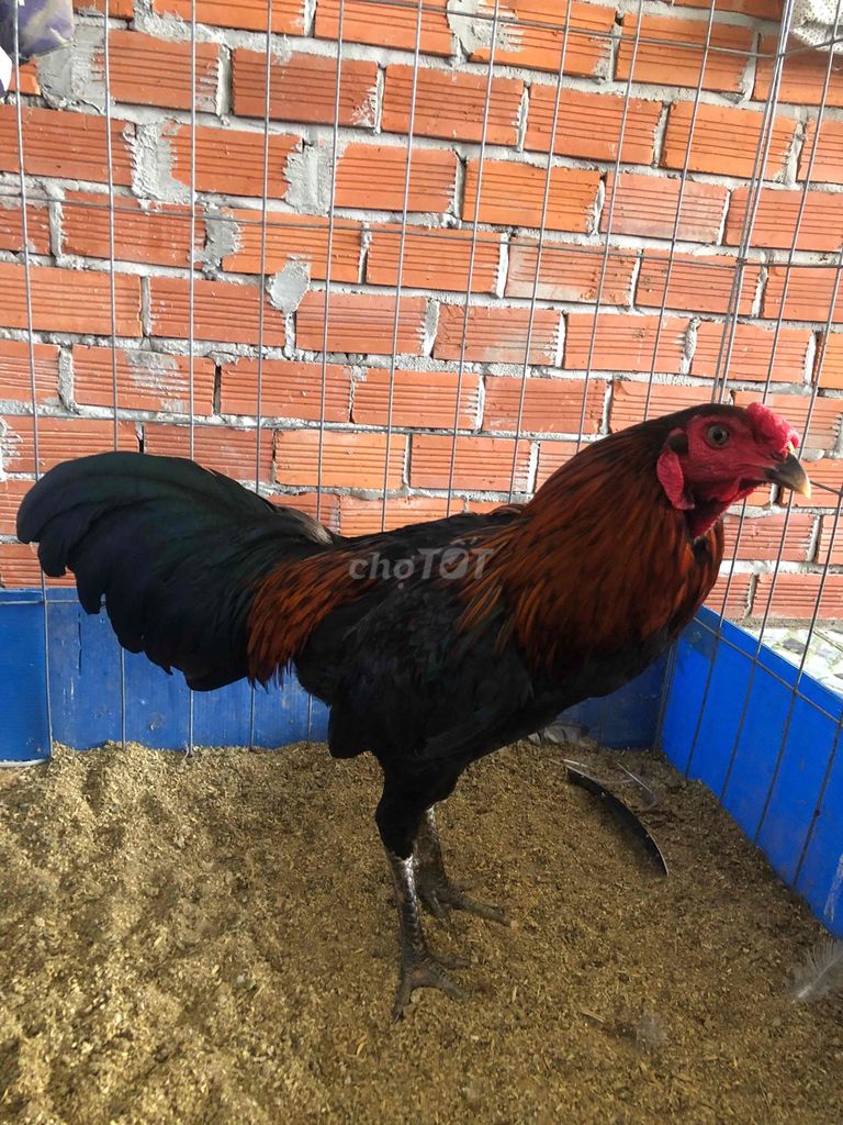 Gà trống 2.4kg Đen Đỏ Xanh. Mua bán Gà tại Huyện Châu Thành Sóc Trăng được đăng bởi Tăng Thiện Tín hình 1