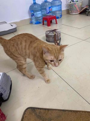 Cho Mèo Anh Vàng cam đục '