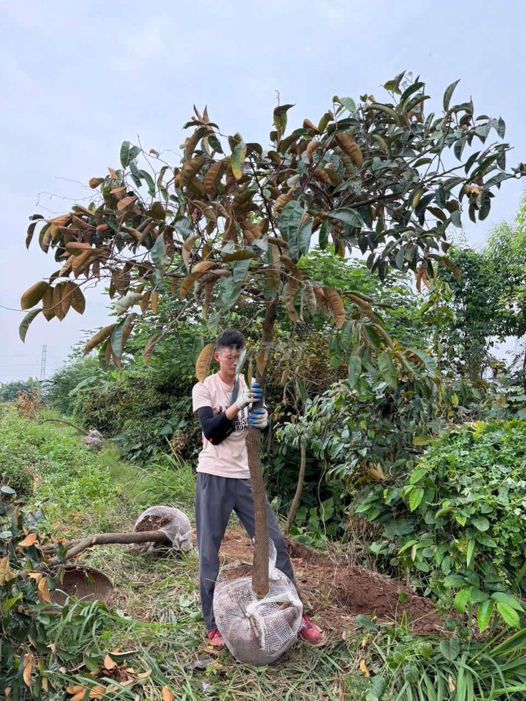 Vú sữa tím lùn 25-28cm. Mua bán Cây cảnh, đồ trang trí tại Quận Hà Đông Hà Nội được đăng bởi Nguyễn Văn Hoàng  hình 1