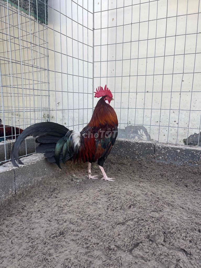 Mỹ kelso zin 2kg3