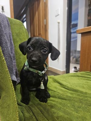 Chó Poodle Mini đen 3 tháng đã tiêm