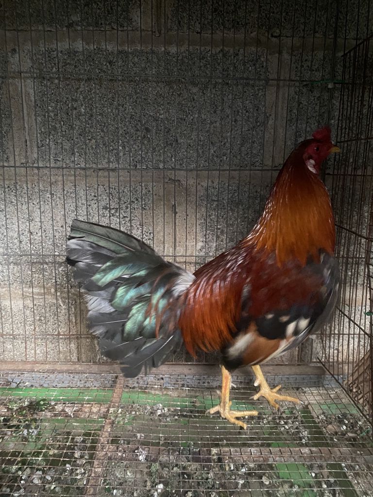 Gà Điều bông cuban butcher