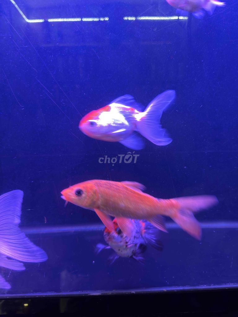 Cá Chép Suối Cam Trắng Khỏe mạnh. Mua bán Thú cưng khác tại Thành phố Thủ Đức Tp Hồ Chí Minh được đăng bởi Triệu Duy hình 1