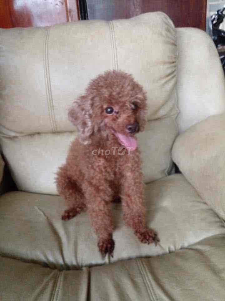 Chó Poodle Cái Nâu Nhỏ Thuần chủng. Mua bán Chó tại Quận Tân Phú Tp Hồ Chí Minh được đăng bởi Hong loan hình 1
