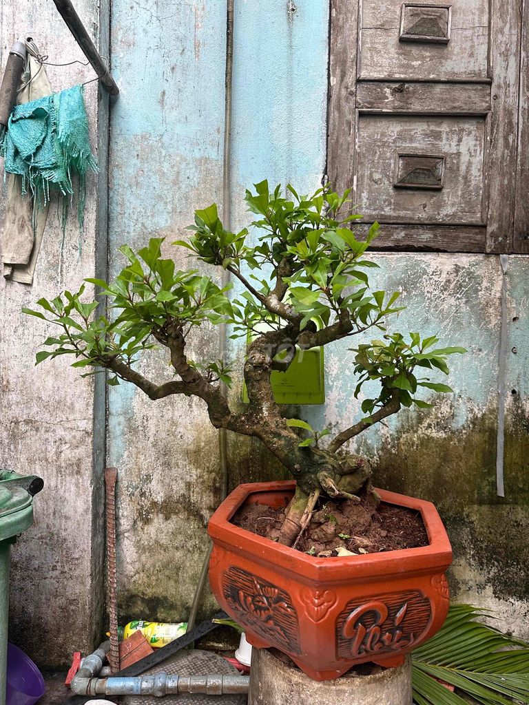 lộc vừng bonsai thân bản mướt