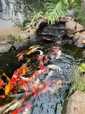 thanh lý bớt cá coi giá rẻ. Mua bán Thú cưng khác tại Huyện Cư Kuin Đắk Lắk được đăng bởi Toén Decor