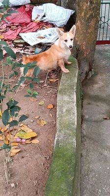 Chó Corgi Cái Vàng trắng Thân thiện