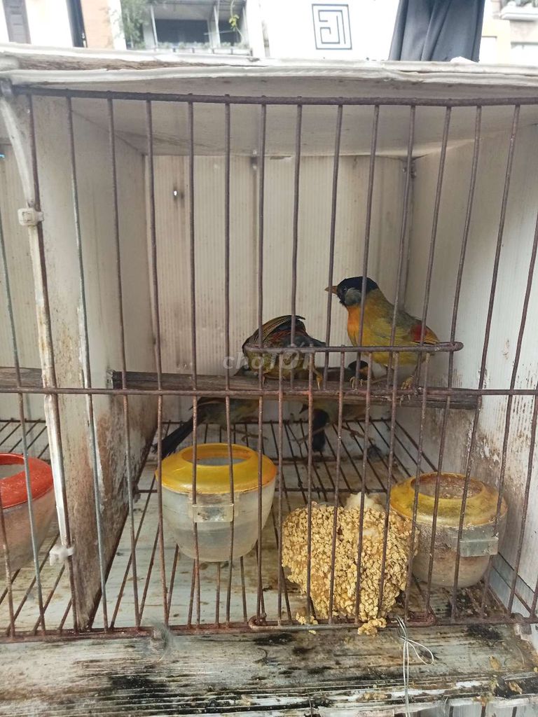 Trại thụy phuơng bán chim quế Lâm. Mua bán Chim tại Huyện Đông Anh Hà Nội được đăng bởi tổng kho gia dụng  hình 4