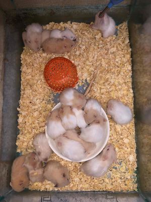 Chuột Hamster Bear xù lai tạng trắng mơ