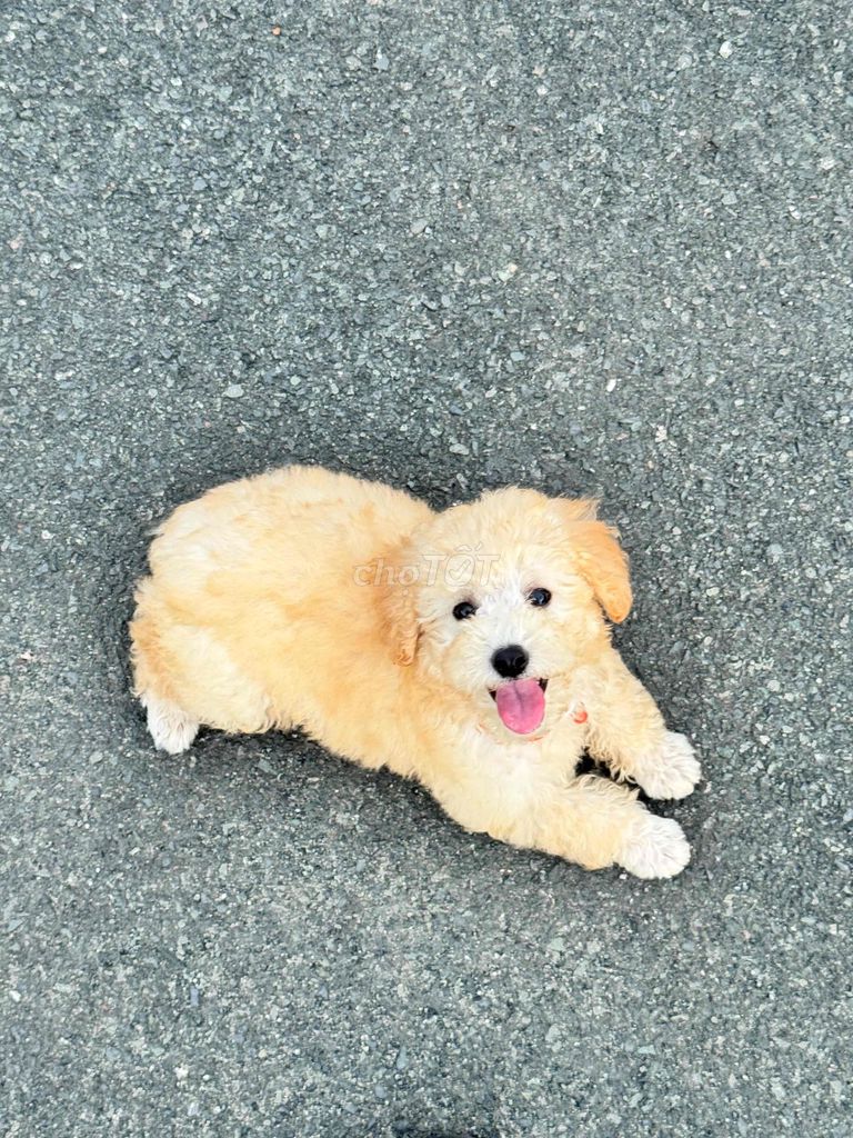 Chó Poodle Vàng kem 3 tháng đã tiêm. Mua bán Chó tại Thành phố Thuận An Bình Dương được đăng bởi Tôm Tôm hình 1