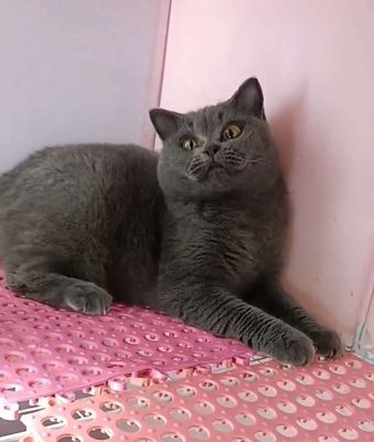 mèo anh trưởng thành cái