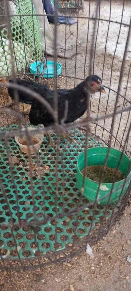 Chia cặp tre bắc tặng thêm 1 trống 2 tháng mấy. Mua bán Gà tại Thành phố Long Khánh Đồng Nai được đăng bởi Khánh Duy hình 1