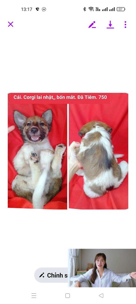 Chó Corgi chihuahua lai cái đã tiêm ngừa. Mua bán Chó tại Huyện Hóc Môn Tp Hồ Chí Minh được đăng bởi fb NH Táo bán điện thoại và chó mèo có ship hình 1