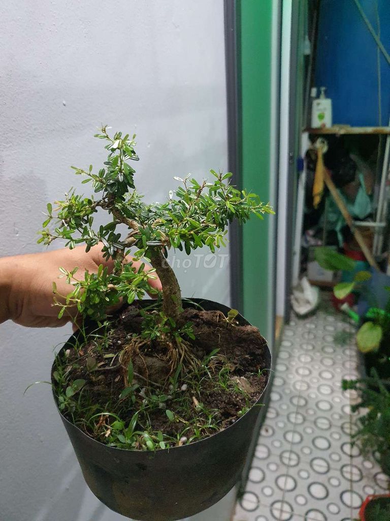 Bonsai mini Linh sam 86