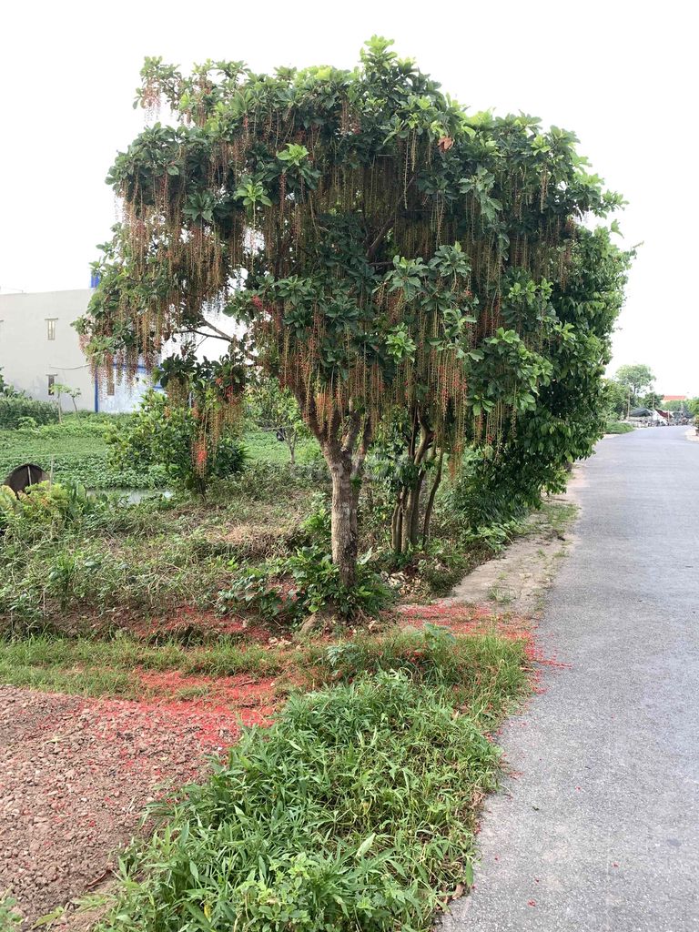 Cây cảnh trang trí dễ chăm sóc. Mua bán Cây cảnh, đồ trang trí tại Huyện Giao Thủy Nam Định được đăng bởi Đinh Đông hình 1