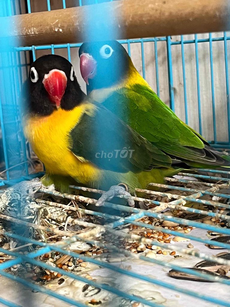 Cặp lovebird sinh sản. Mua bán Chim tại Thành phố Thủ Đức Tp Hồ Chí Minh được đăng bởi Bình Nguyên hình 1