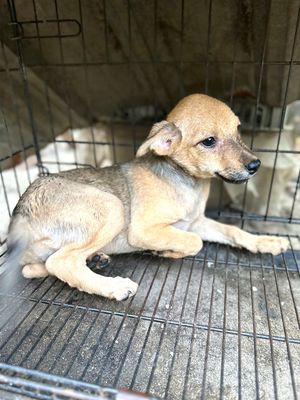 Bán em fox lai. Mua bán Chó tại Quận Hải Châu Đà Nẵng được đăng bởi Mr Long Dat