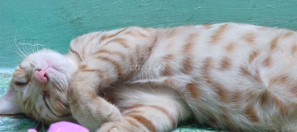 Mèo cam lai cái màu Cam. Mua bán Mèo tại Quận 5 Tp Hồ Chí Minh được đăng bởi Trang  hình 1