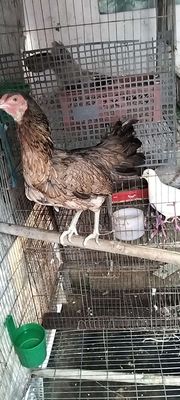 Mái nòi. Mua bán Gà tại Thành phố Thuận An Bình Dương được đăng bởi thànhcong