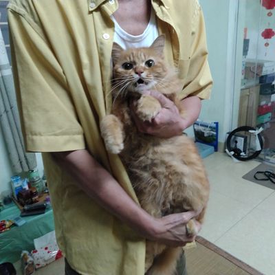 Mèo ang lông dài