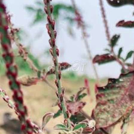 Cây cỏ xước tím xanh ( 1kg thân là cây tươi  ). Mua bán Cây cảnh, đồ trang trí tại Thành phố Trà Vinh Trà Vinh được đăng bởi Thanh Thanh hình 1