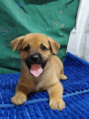 Chó Becgie lai thông minh canh nhà giỏi