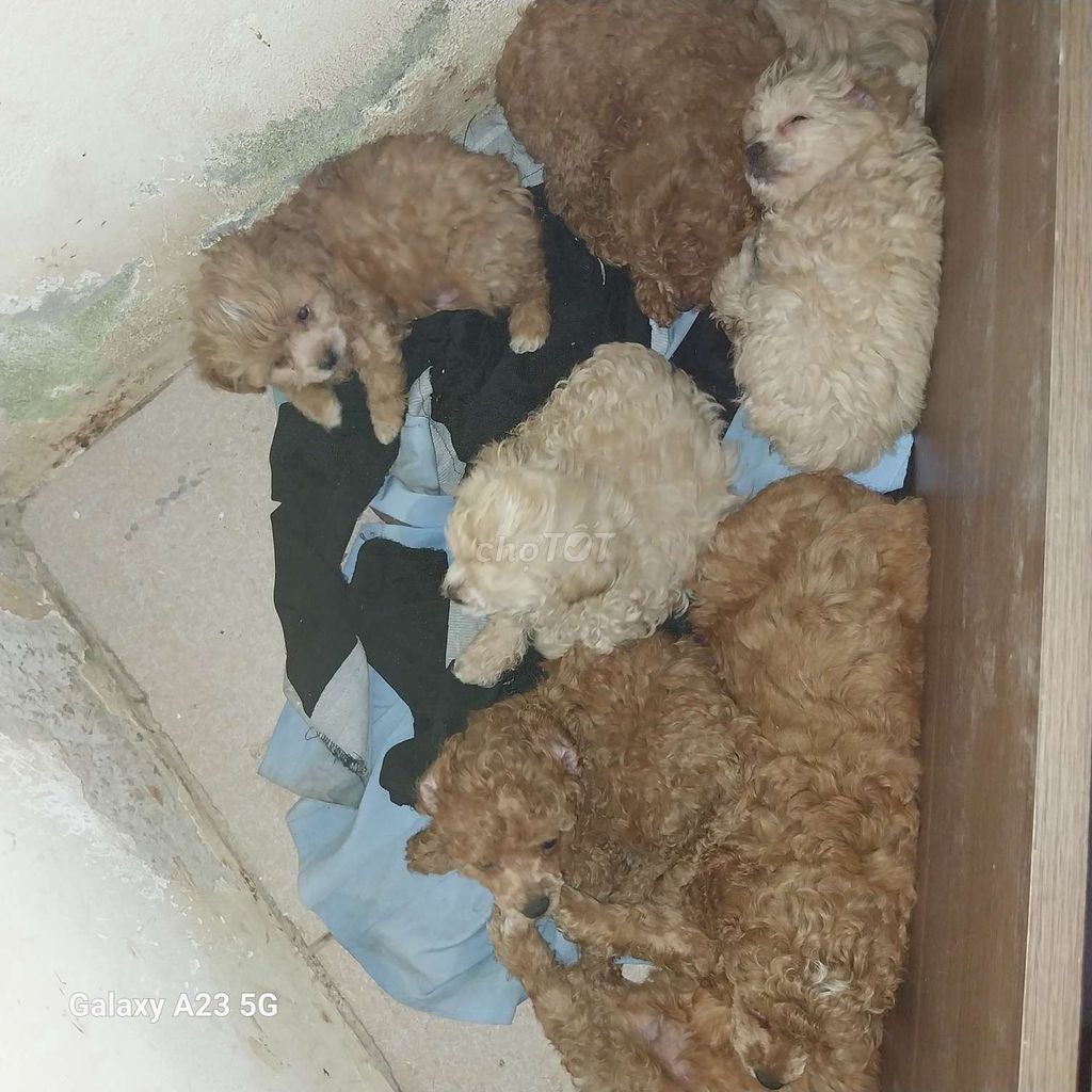 Nhà mình có đàn cún poodle 8 bé rất đẹp,khỏe mạnh