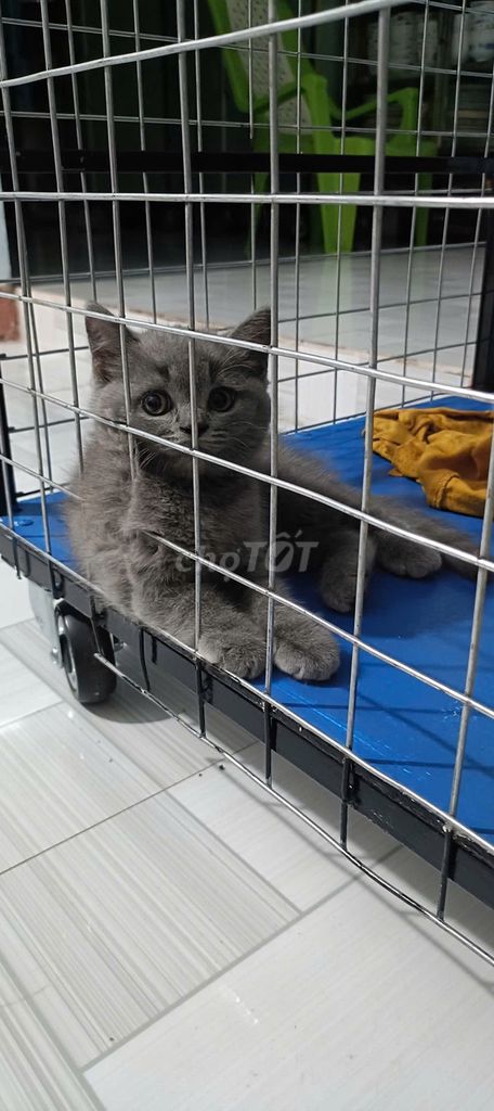 Mèo ALN chân lùn đực 2 tháng. Mua bán Mèo tại Thành phố Thuận An Bình Dương được đăng bởi Trường Nguyễn hình 1