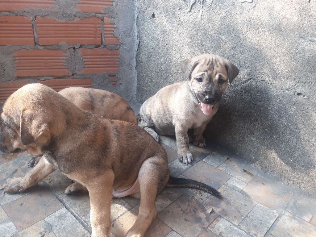 Chó vện cả đực và cái. Mua bán Chó tại Quận 7 Tp Hồ Chí Minh được đăng bởi Phú hình 1