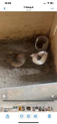 2 mái rutin + chuồng gà