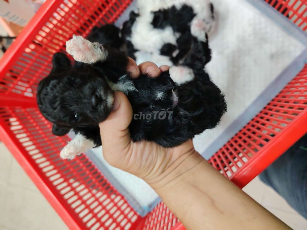 Poodle bò sữa size tiny  chân lùn. Mua bán Chó tại Quận 8 Tp Hồ Chí Minh được đăng bởi khoai pet shop tp bến tre  hình 1