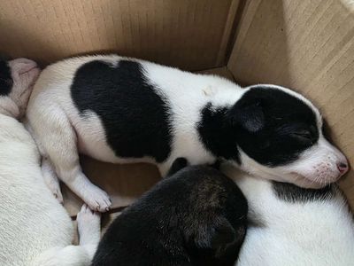 Chó con Đóm xinh, tìm nhà mới. Mua bán Chó tại Huyện Mỏ Cày Nam Bến Tre được đăng bởi Nguyễn Thị Thanh Nhi