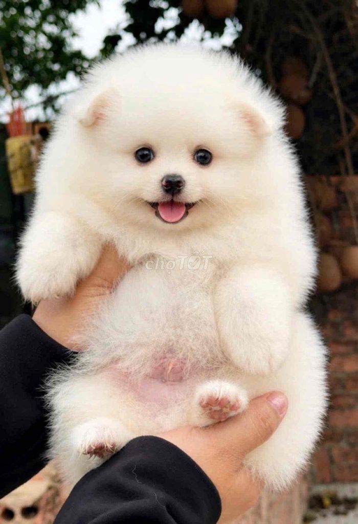 Chó Phốc Sóc nhỏ. Mua bán Chó tại Huyện Bình Chánh Tp Hồ Chí Minh được đăng bởi mini pet house sài gòn hình 1