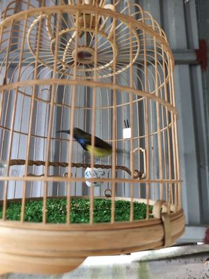 Bán 2 con chim hút mật 5 màu trống.. Mua bán Chim tại Huyện Trực Ninh Nam Định được đăng bởi Nội Thất Phạm Tổng