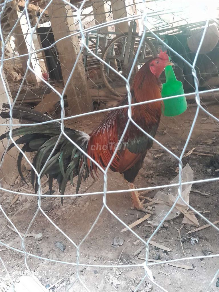 xanh lai 2,9kg 40. Mua bán Gà tại Huyện Thanh Bình Đồng Tháp được đăng bởi Tuan hình 1