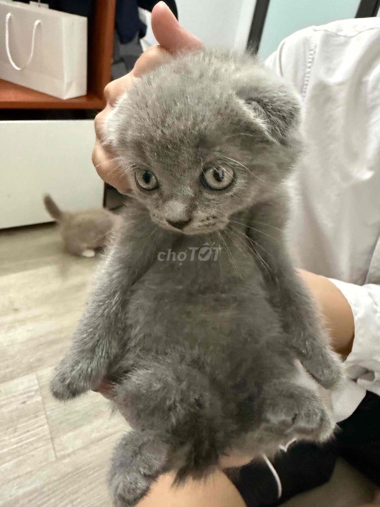 Mèo Munchkin tai cụp Xám. Mua bán Mèo tại Quận Hồng Bàng Hải Phòng được đăng bởi Khiêm Đỗ hình 1