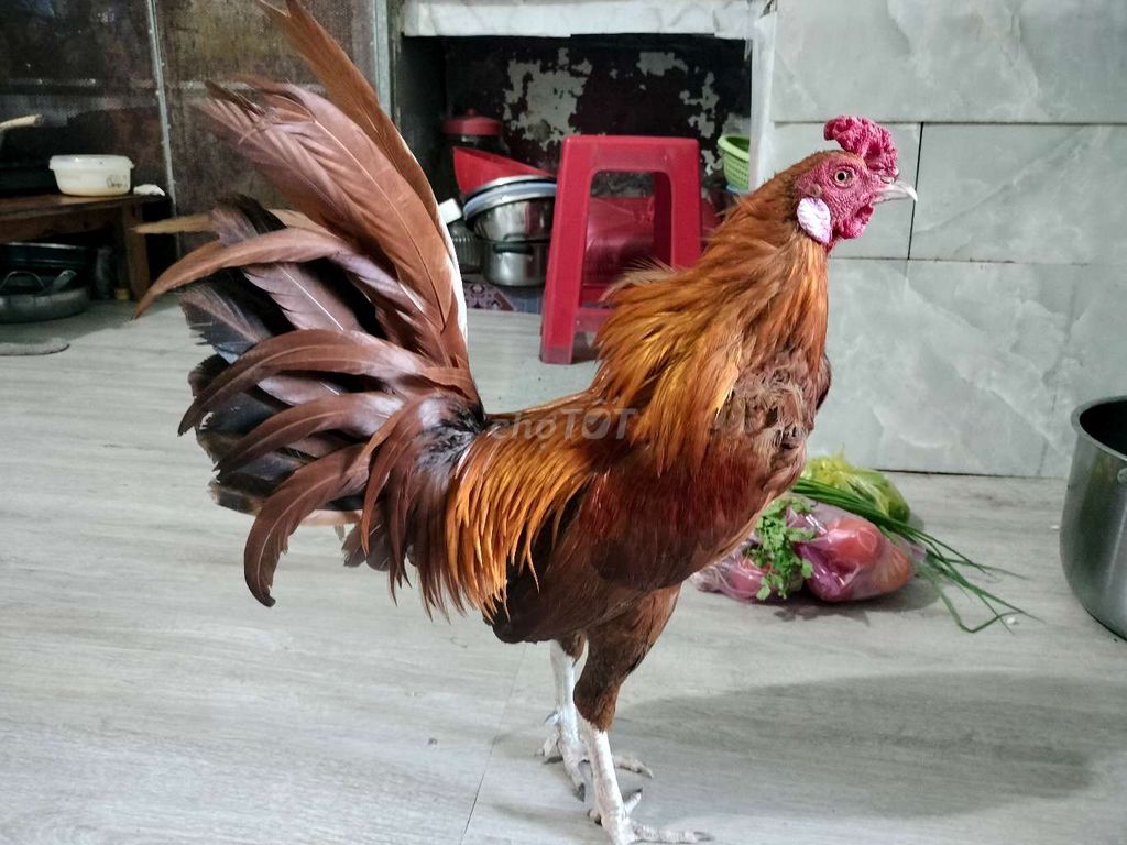 Gà tre Cuban khét 1.57kg làm cảnh. Mua bán Gà tại Huyện Đức Hòa Long An được đăng bởi Hoàng Minh Triết hình 1