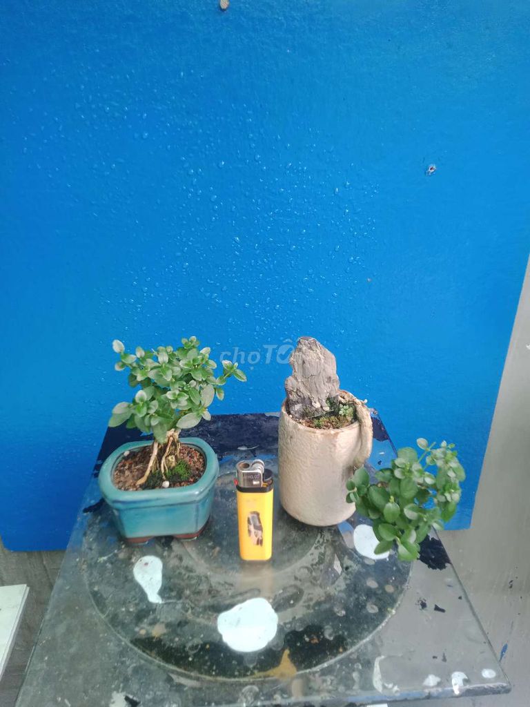Cây cảnh Sam hương Bonsai Siêu mini. Mua bán Cây cảnh, đồ trang trí tại Huyện Hóc Môn Tp Hồ Chí Minh được đăng bởi Bich Tuyen hình 1