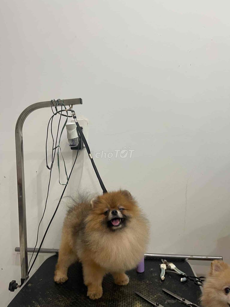 PHỐC SÓC ĐỰC GIỐNG. Mua bán Chó tại Quận Liên Chiểu Đà Nẵng được đăng bởi HP Peties House hình 5