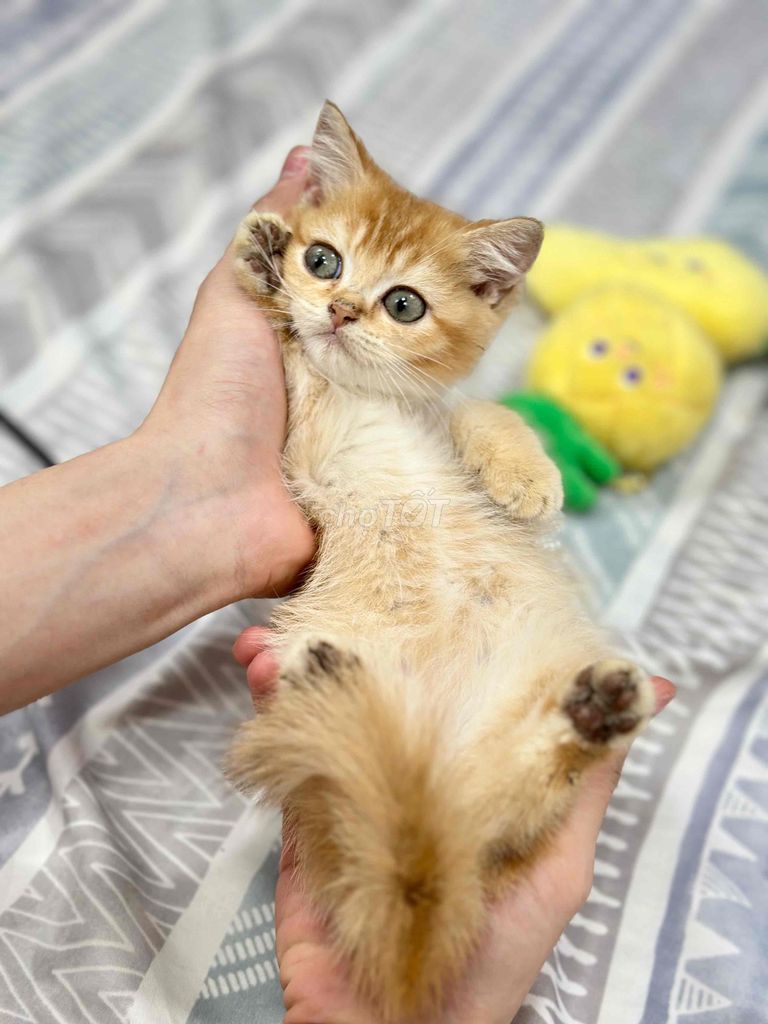 MÈO ANH LÔNG NGẮN - DÀI 2 THÁNG TUỔI. Mua bán Mèo tại Quận 8 Tp Hồ Chí Minh được đăng bởi Tô Thanh Tiến hình 1