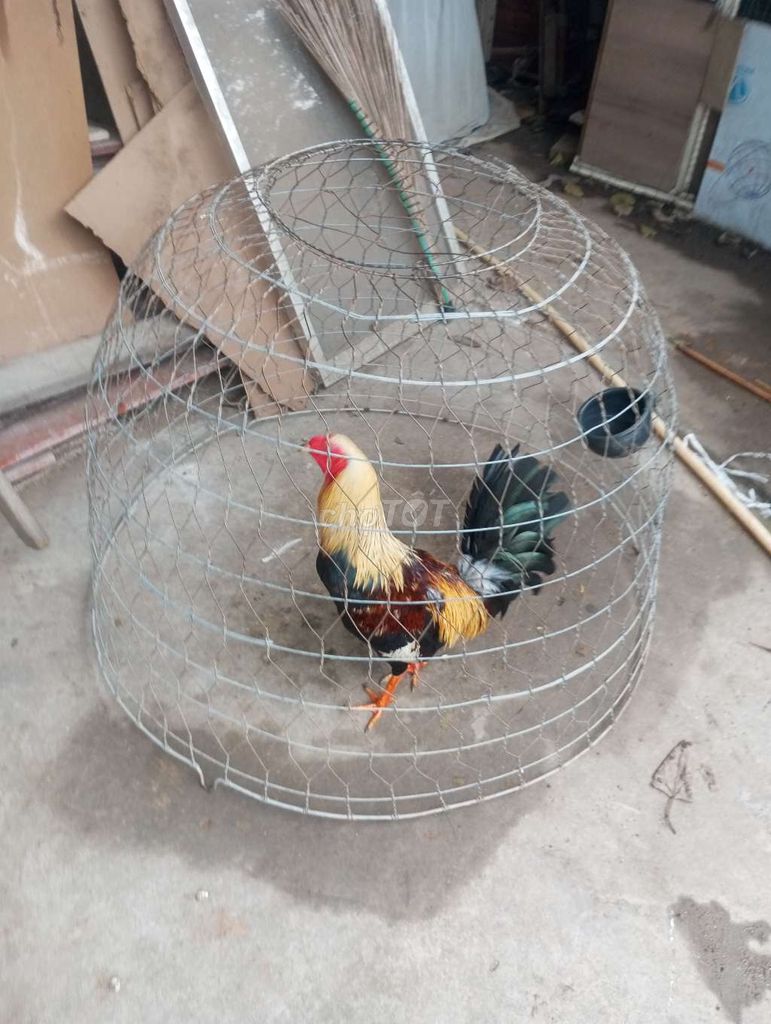 Bố gà mỹ nhập mẹ gà mỹ lai. Mua bán Gà tại Thành phố Biên Hòa Đồng Nai được đăng bởi Nguyễn Minh Đức hình 5