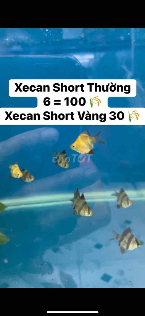 Cá Xecan dạ quang và short