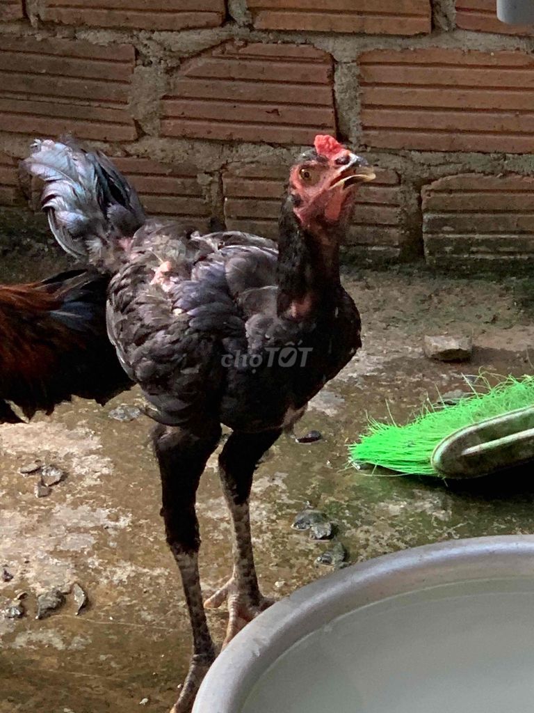 Gà Đen Đực. Mua bán Gà tại Huyện Hòa Vang Đà Nẵng được đăng bởi phukienlongchim hình 1