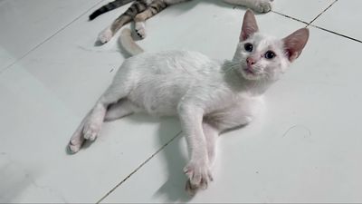 Tìm nhà mới cho các bé mèo anh lai